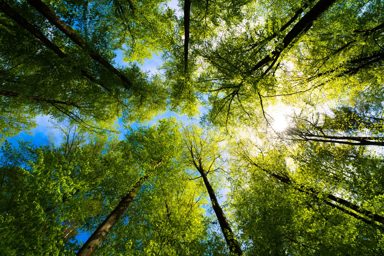 Upward view of trees against the sky representing impact of natural gas sustainability.